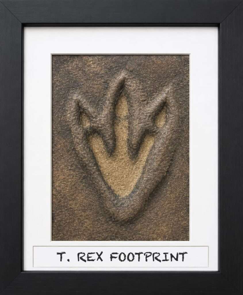 Fossil Hunters