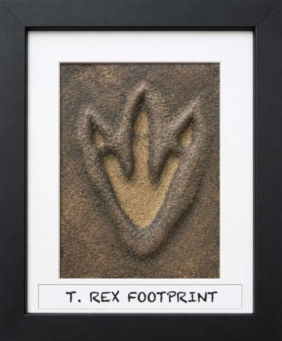 Fossil Hunters